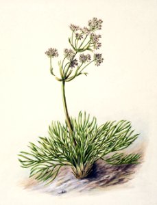 Antique plant Wild Spaniard drawn by Sarah Featon (1848–1927).. Free illustration for personal and commercial use.