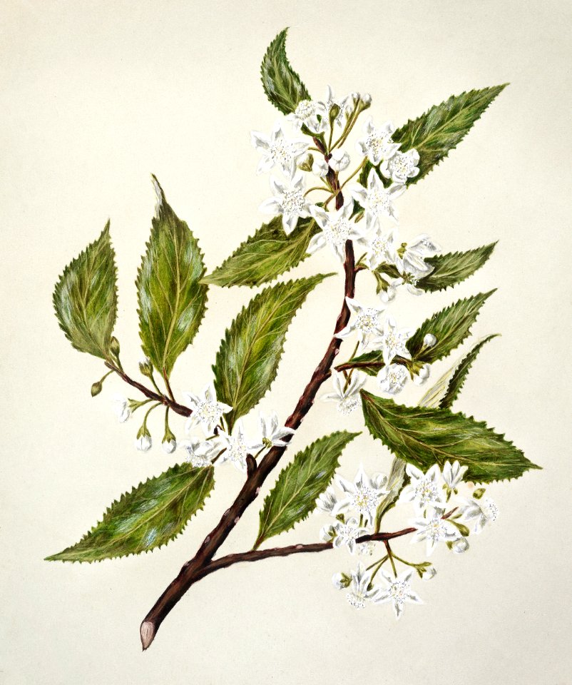 Antique plant drawn by Sarah Featon (1848–1927).