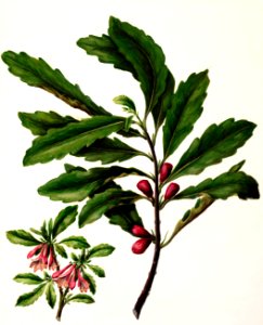 Antique plant New Zealand toropapa drawn by Sarah Featon (1848–1927).. Free illustration for personal and commercial use.