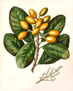 Antique plant Karaka drawn by Sarah Featon (1848–1927).. Free illustration for personal and commercial use.