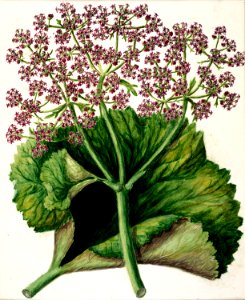 Antique plant drawn by Sarah Featon (1848–1927).