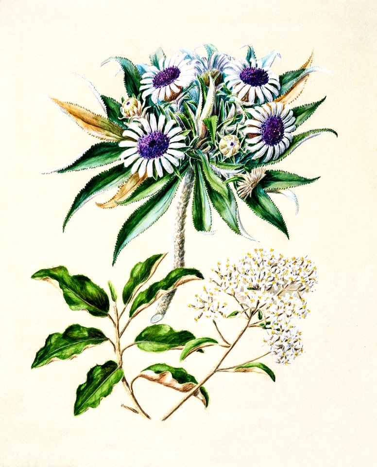 Antique plant Olearia augustifolia - mutton bird scrub - Teteaweka drawn by Sarah Featon (1848–1927).