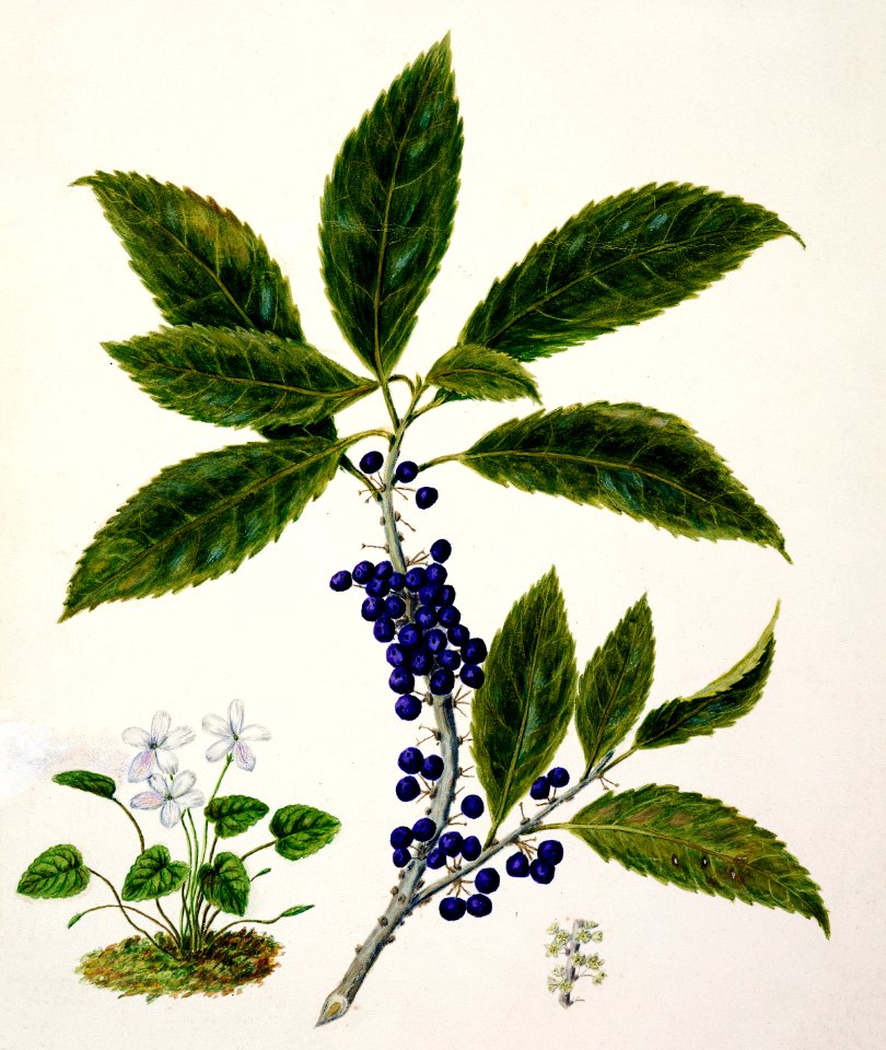 Antique plant Mahoe drawn by Sarah Featon (1848–1927).