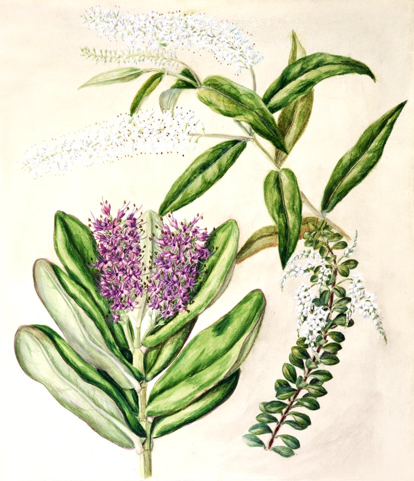 Antique plant Veronica drawn by Sarah Featon (1848–1927).