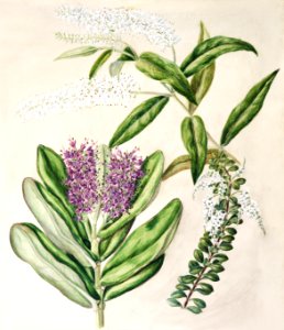 Antique plant Veronica drawn by Sarah Featon (1848–1927).. Free illustration for personal and commercial use.