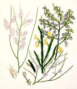Antique plant Carmcelia odorata drawn by Sarah Featon (1848–1927).