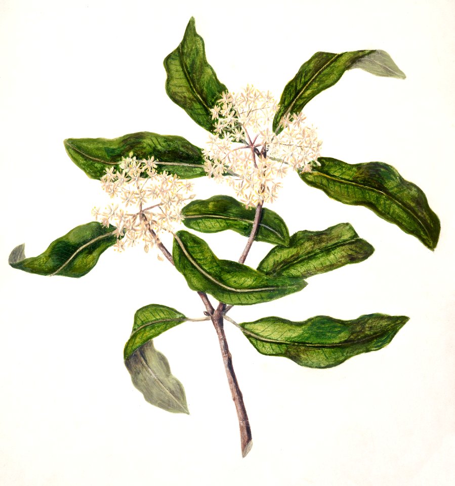 Antique plant Tarata drawn by Sarah Featon (1848–1927).