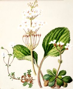 Antique plant Ourisia drawn by Sarah Featon (1848–1927).. Free illustration for personal and commercial use.