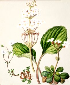Antique plant Ourisia drawn by Sarah Featon (1848–1927).