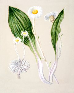 Antique plant Senecio Celmesia (mountain daisy) drawn by Sarah Featon (1848–1927).. Free illustration for personal and commercial use.