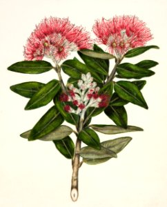 Antique plant Pohutukawa - Metrosideros Tomentosa drawn by Sarah Featon (1848–1927).. Free illustration for personal and commercial use.