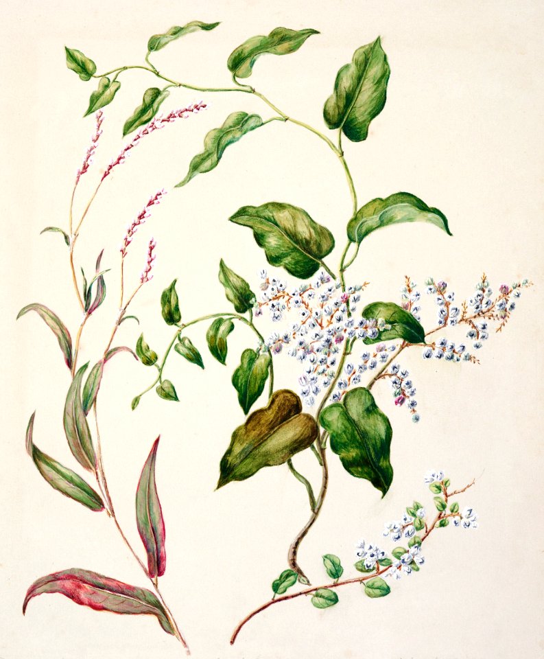 Antique plant Polygonum Minus - Muhlenbehia adpressa - Muhlenbehia compressa drawn by Sarah Featon (1848–1927).