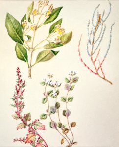 Antique plant Mangrove - Glasswort drawn by Sarah Featon (1848–1927).