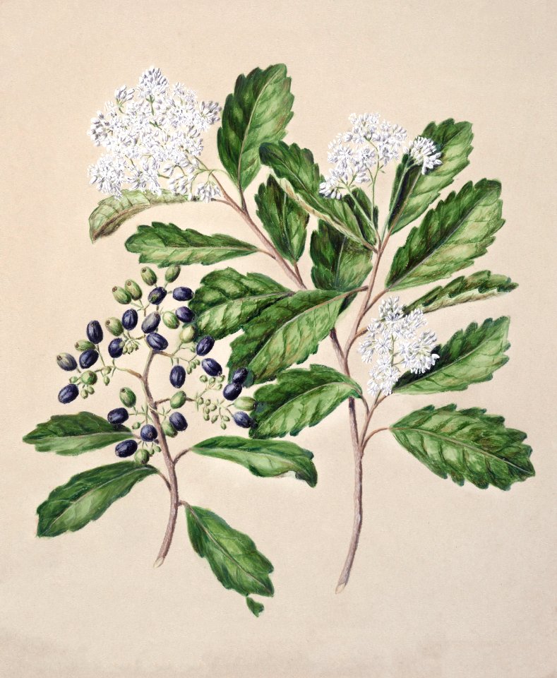 Antique plant Kaikomako - Pennantia corymbosa drawn by Sarah Featon (1848–1927).
