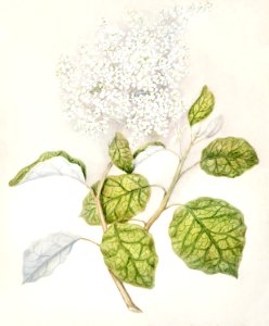 Antique plant Rangiora drawn by Sarah Featon (1848–1927).