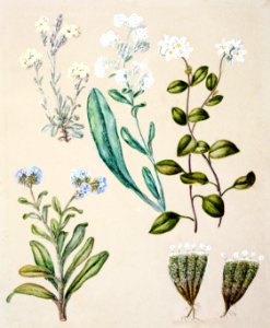 Antique plant Myosotis species - Forget-me-not drawn by Sarah Featon (1848–1927).. Free illustration for personal and commercial use.