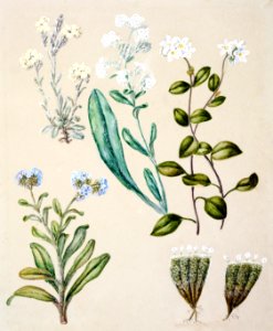Antique plant Myosotis species - Forget-me-not drawn by Sarah Featon (1848–1927).