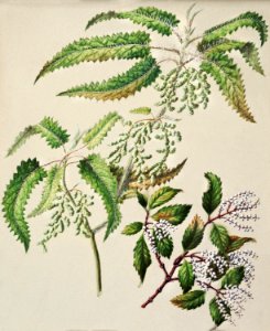 Antique plant Ongaonga drawn by Sarah Featon (1848–1927).. Free illustration for personal and commercial use.