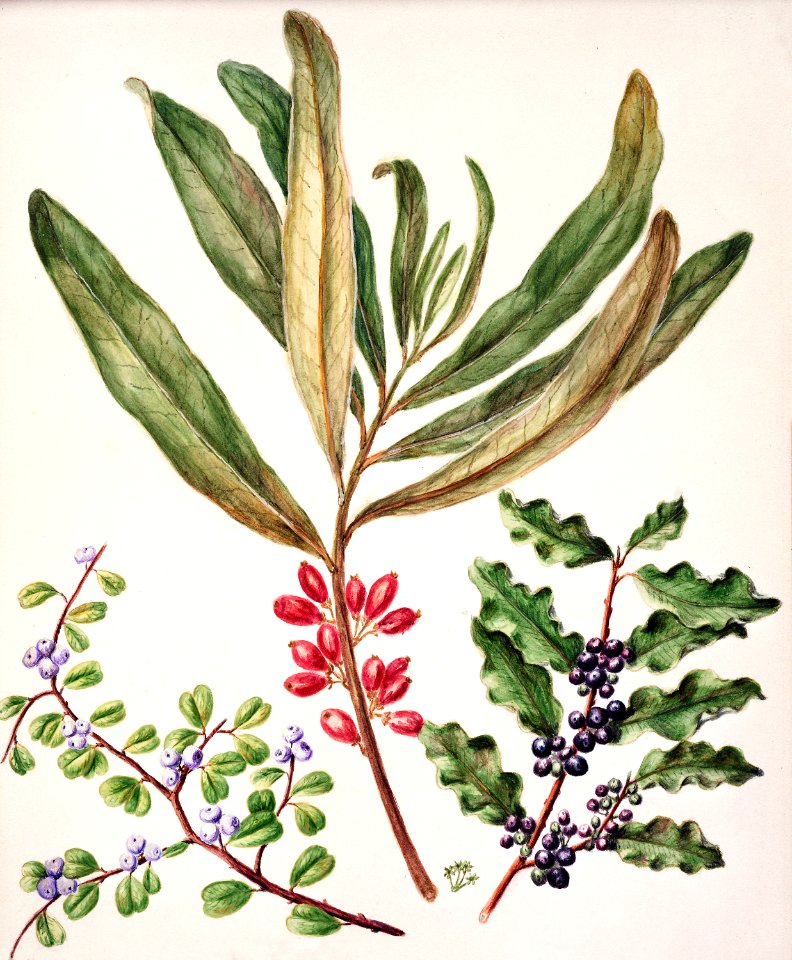 Antique plant Divaricate Suttonia drawn by Sarah Featon (1848–1927).