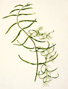 Antique plant Aka-kiore Parsonsia rosea drawn by Sarah Featon (1848–1927).. Free illustration for personal and commercial use.