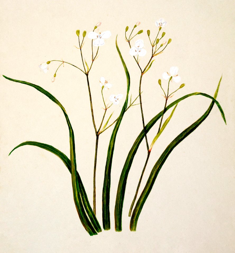 Antique plant Tukautei drawn by Sarah Featon (1848–1927).