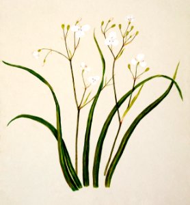 Antique plant Tukautei drawn by Sarah Featon (1848–1927).