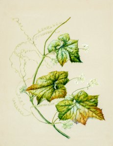 Antique plant Sicyos australis drawn by Sarah Featon (1848–1927).. Free illustration for personal and commercial use.
