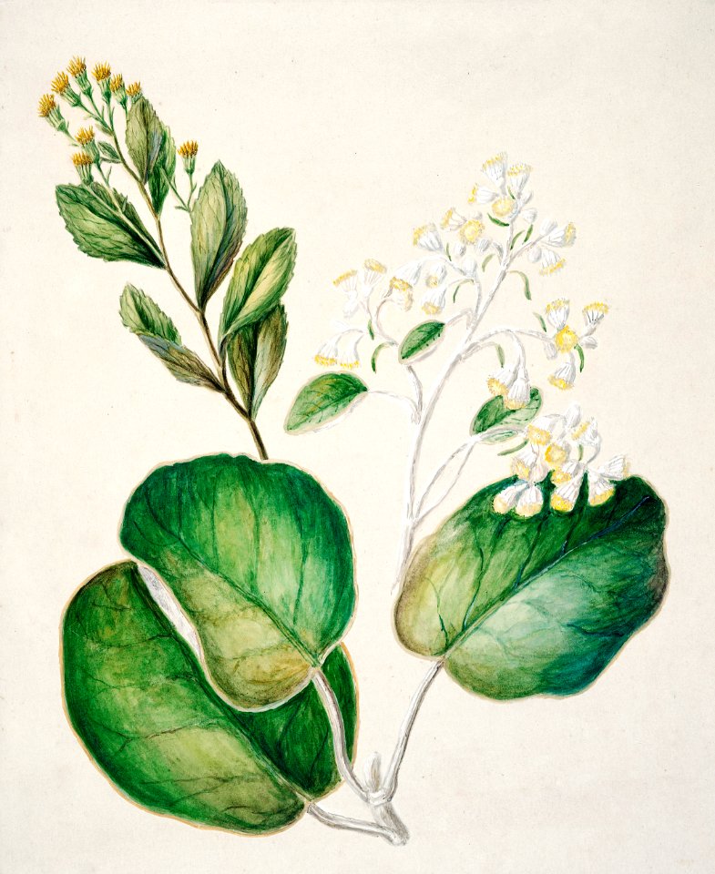 Antique plant Daisy - Brachyglottis drawn by Sarah Featon (1848–1927).