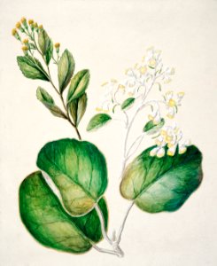 Antique plant Daisy - Brachyglottis drawn by Sarah Featon (1848–1927).. Free illustration for personal and commercial use.