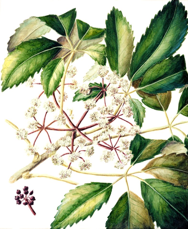 Antique plant drawn by Sarah Featon (1848–1927).