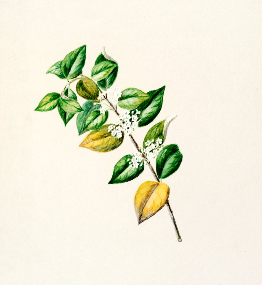 Antique plant Geniostima lingustrifolia drawn by Sarah Featon (1848–1927).
