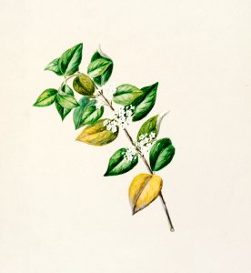 Antique plant Geniostima lingustrifolia drawn by Sarah Featon (1848–1927).. Free illustration for personal and commercial use.