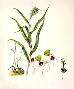 Antique plant Acianthus Sinclari Corysanthes macarantha Caladenia minor Pterostyles Banksii drawn by Sarah Featon (1848–1927).. Free illustration for personal and commercial use.