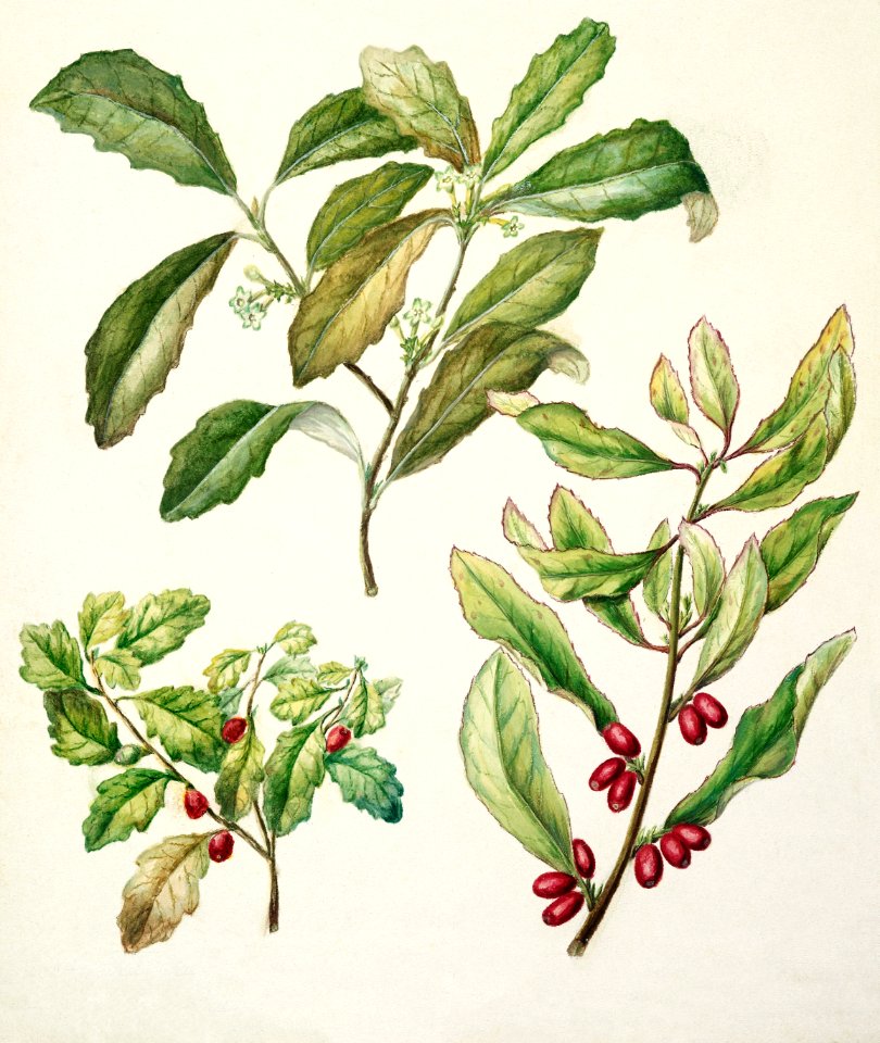 Antique plant Alseuosmia corymbosa drawn by Sarah Featon (1848–1927).