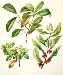 Antique plant Alseuosmia corymbosa drawn by Sarah Featon (1848–1927).. Free illustration for personal and commercial use.