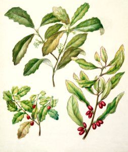 Antique plant Alseuosmia corymbosa drawn by Sarah Featon (1848–1927).