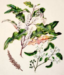 Antique plant Quintinia serrata drawn by Sarah Featon (1848–1927).. Free illustration for personal and commercial use.