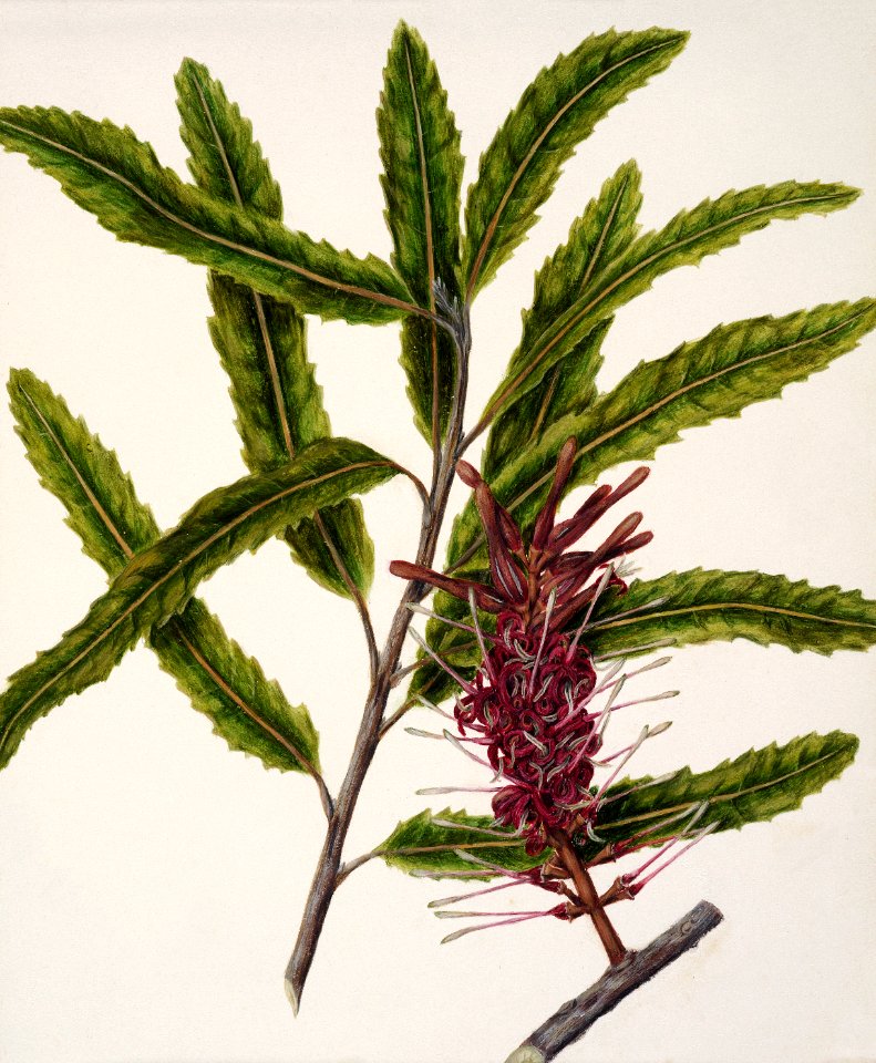 Antique plant Rewarewa drawn by Sarah Featon (1848–1927).