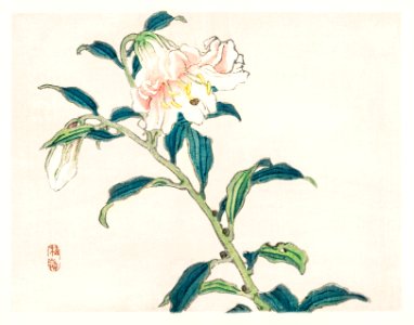 Lily by Kōno Bairei (1844-1895). Digitally enhanced from our own original 1913 edition of Barei Gakan.