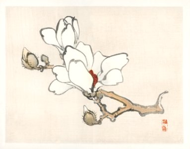 Magnolia by Kōno Bairei (1844-1895). Digitally enhanced from our own original 1913 edition of Barei Gakan.. Free illustration for personal and commercial use.