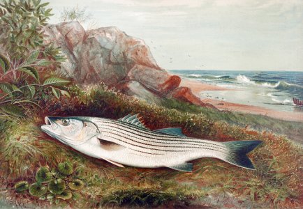 Striped bonito chromolithograph (1878) by Samuel Kilbourne.