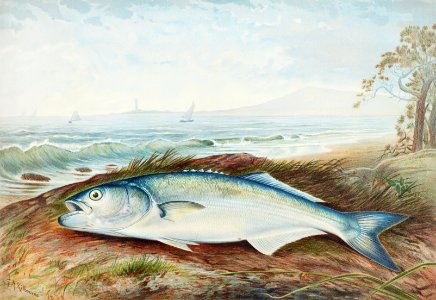 Sprat chromolithograph (1878) by Samuel Kilbourne.. Free illustration for personal and commercial use.