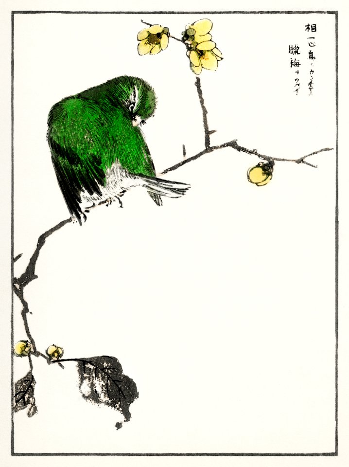 Fairy Pitta and Japanese Allspice illustration from Pictorial Monograph of Birds (1885) by Numata Kashu (1838-1901). Digitally enhanced from our own original edition.