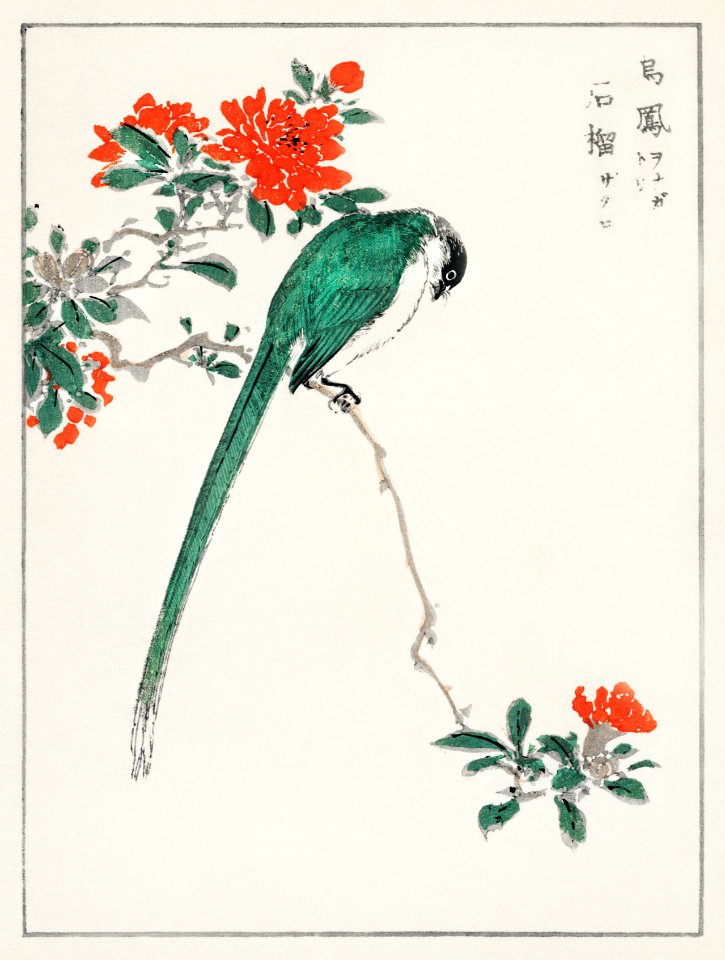 Japanese Long-tailed Tit and Pomegranate illustration from Pictorial Monograph of Birds (1885) by Numata Kashu (1838-1901). Digitally enhanced from our own original edition.