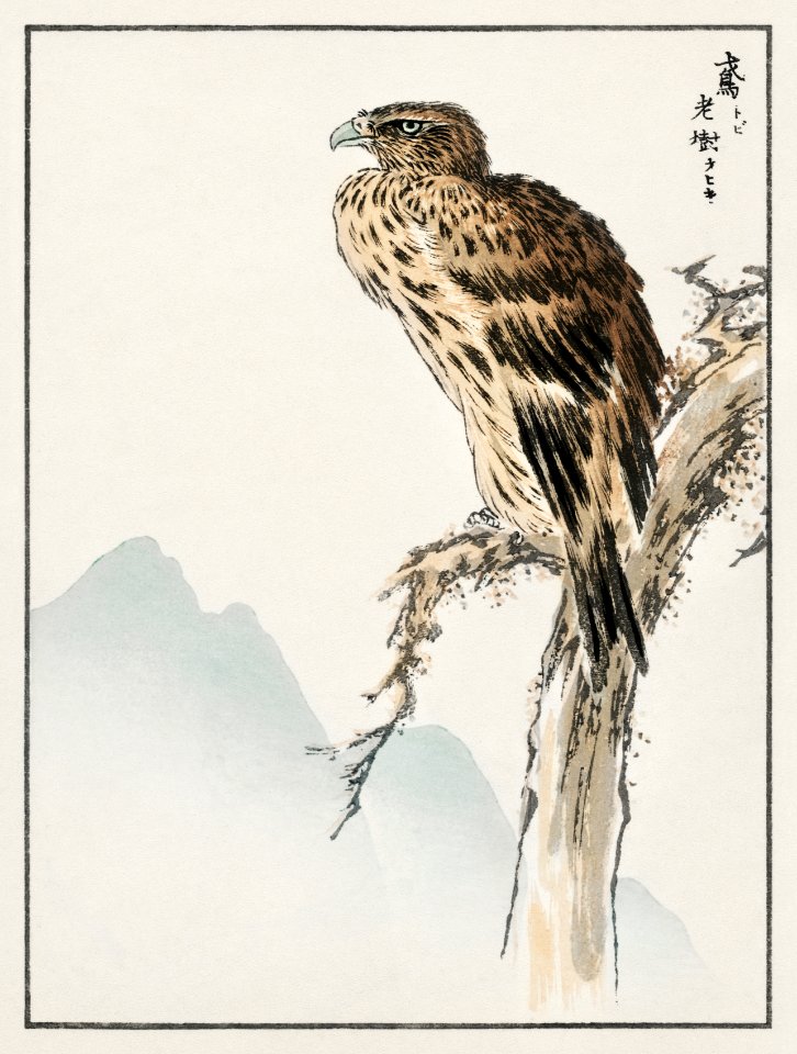Black-eared Kite illustration from Pictorial Monograph of Birds (1885) by Numata Kashu (1838-1901). Digitally enhanced from our own original edition.