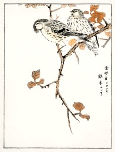 Siskin and Euonymus Alata illustration from Pictorial Monograph of Birds (1885) by Numata Kashu (1838-1901). Digitally enhanced from our own original edition.