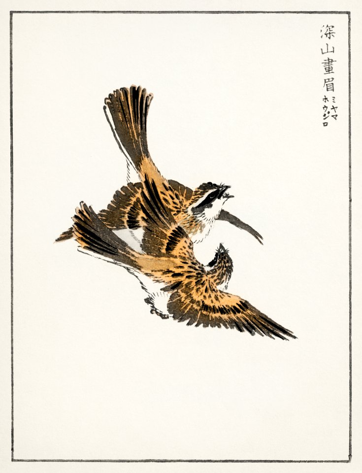Yellow-throated Bunting illustration from Pictorial Monograph of Birds (1885) by Numata Kashu (1838-1901). Digitally enhanced from our own original edition.