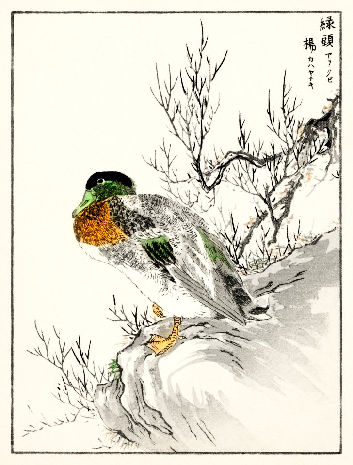Mallard and Willow illustration from Pictorial Monograph of Birds (1885) by Numata Kashu (1838-1901). Digitally enhanced from our own original edition.
