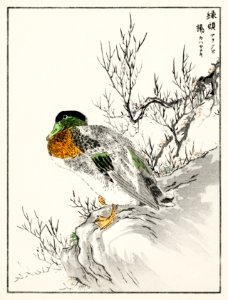 Mallard and Willow illustration from Pictorial Monograph of Birds (1885) by Numata Kashu (1838-1901). Digitally enhanced from our own original edition.. Free illustration for personal and commercial use.