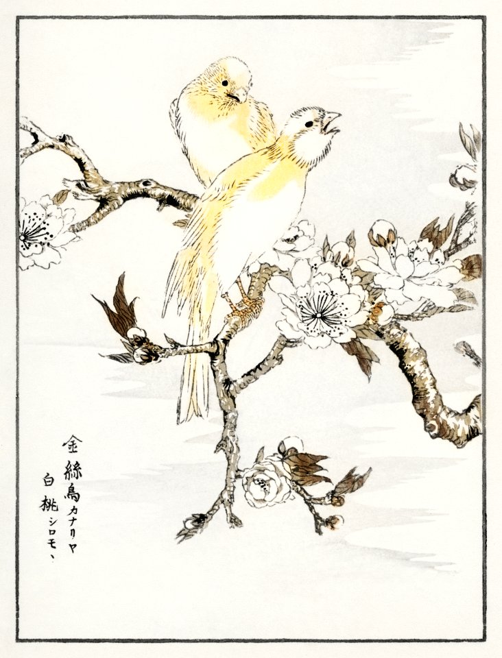 Canary and Peach illustration from Pictorial Monograph of Birds (1885) by Numata Kashu (1838-1901). Digitally enhanced from our own original edition.